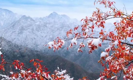 11月11日，终南山的红叶被初雪附着。（摄影：张辰敏）