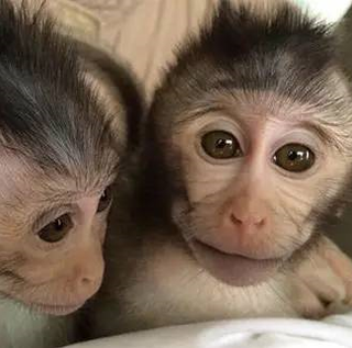 中国繁育转基因猴子探索治愈自闭症