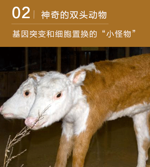 神奇的双头动物:那些出现基因突变和细胞置换的"小怪物"