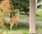 没想到鹿打架这么认真