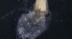 蓝鲸进食的一口有多大？