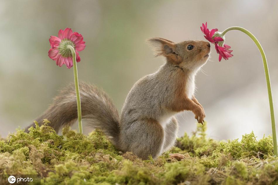 小松鼠闻香识花迎接春天瞬间治愈坏心情