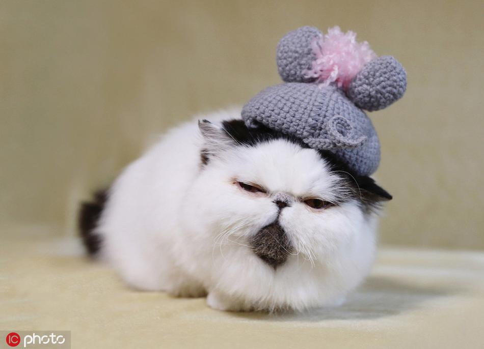 远看是毛球近看是猫 喵星人"睡眼惺忪"太萌了_高清图集_新浪网