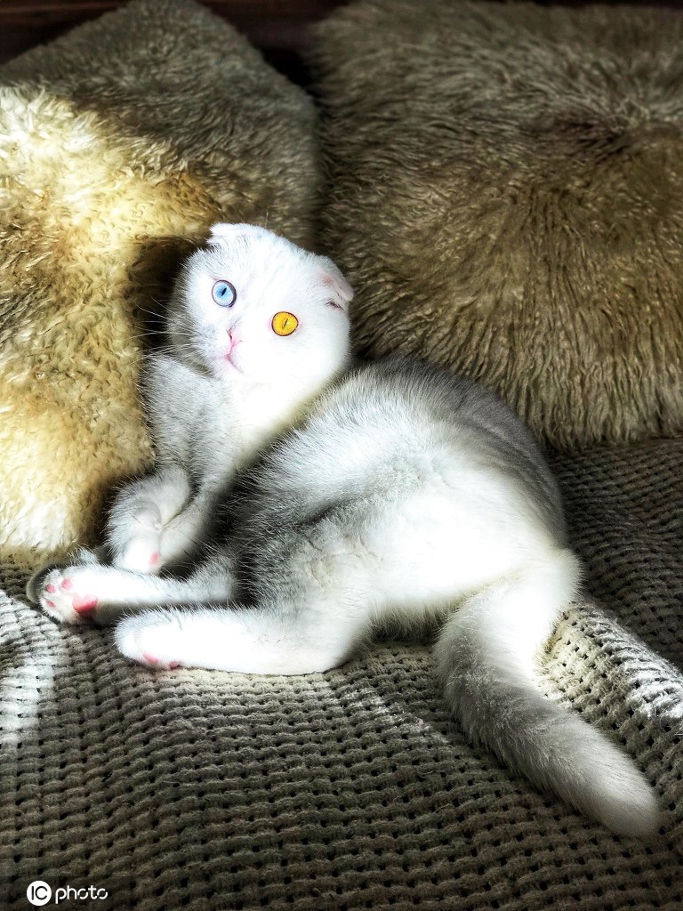 迷倒铲屎官!苏格兰折耳猫天生异色瞳高颜值