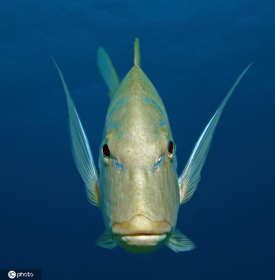 吸引眼球!神奇的海洋生物波纹唇鱼