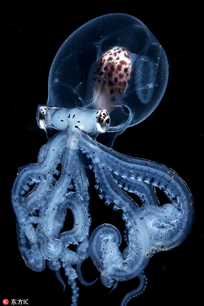 潜水员惊喜邂逅罕见章鱼 脑袋透明大脑清晰可见