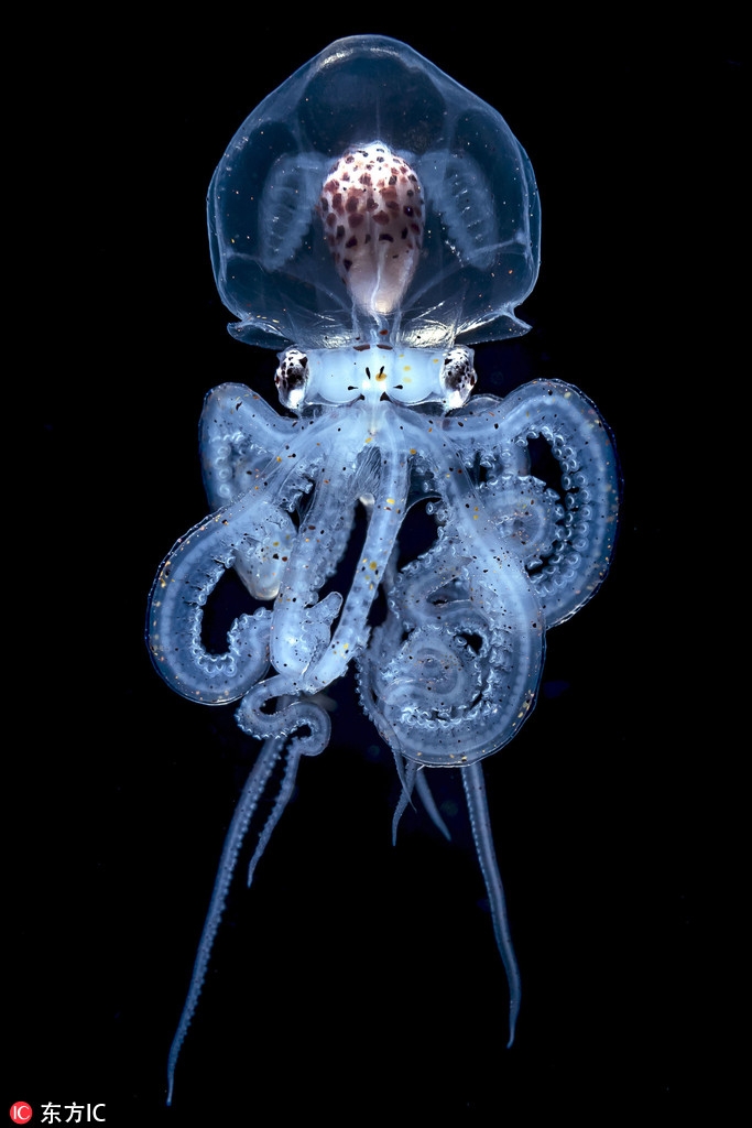 潜水员惊喜邂逅罕见章鱼脑袋透明大脑清晰可见