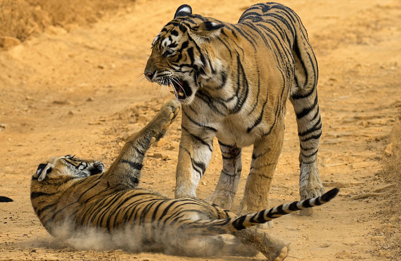 这些照片由居住在保护区附近的女摄影师阿迪蒂亚o辛格(aditya singh)