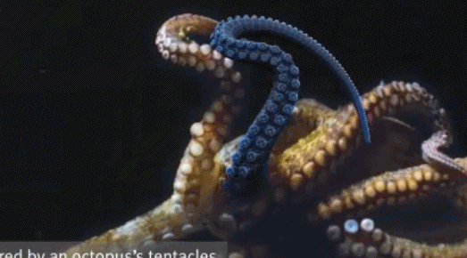 章鱼吸盘仿生设计图片