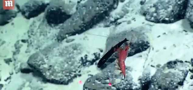 深海激烈战斗：虾活生生取食小鱼并拖出其肚子里的猎物
