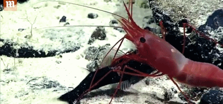 深海激烈战斗：虾活生生取食小鱼并拖出其肚子里的猎物