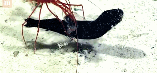 深海激烈战斗：虾活生生取食小鱼并拖出其肚子里的猎物