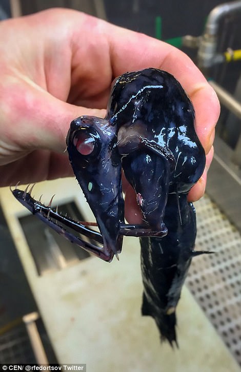 拖网渔船捕获奇异深海鱼类