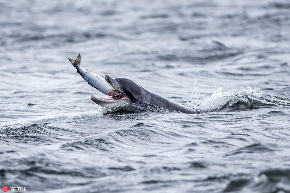 海豚捕食三文鱼精彩画面:似在玩耍