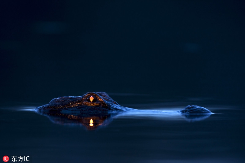 摄影师拍鳄鱼眼睛露出凶狠红光恐怖至极