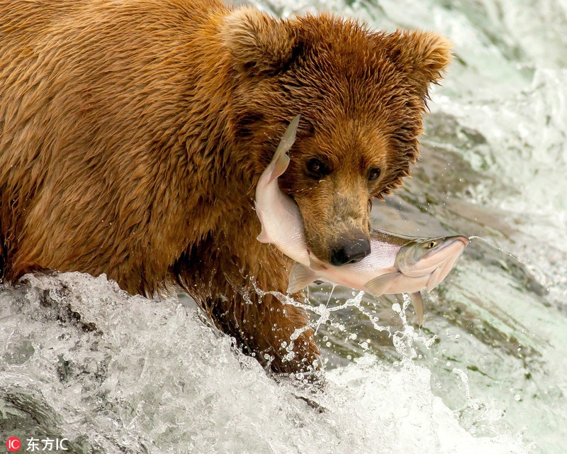 摄影师拍美国棕熊捕鱼场景 画面精彩