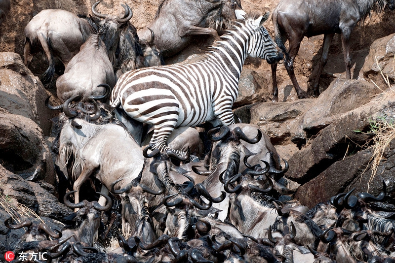 狡猾斑马踩角马脑袋当垫脚石惊险渡河