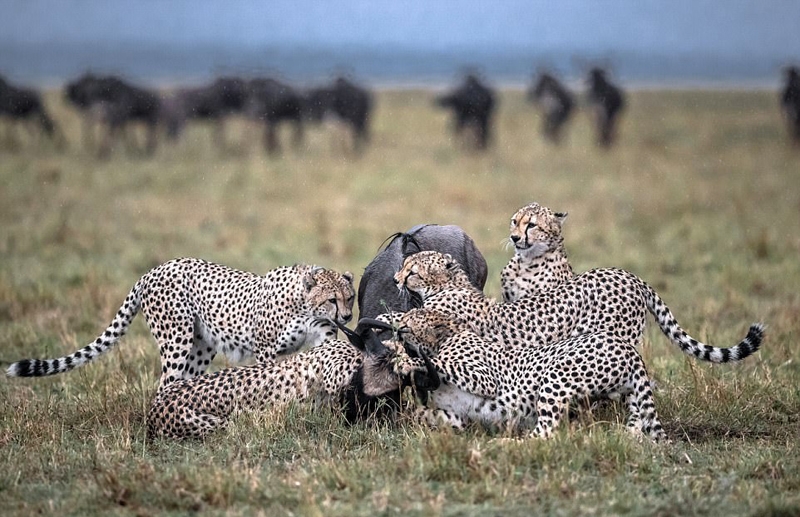 非洲角马惨遭5头猎豹合力围攻 沦为大餐