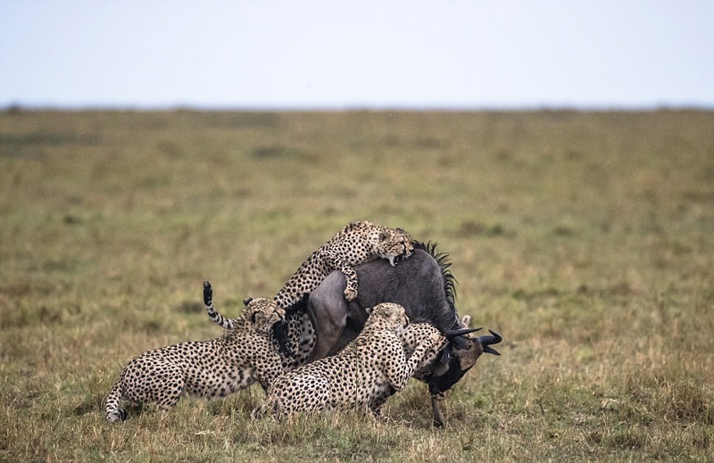 非洲角马惨遭5头猎豹合力围攻