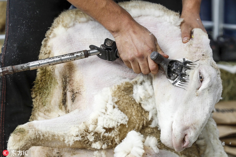 瑞士羊群接受剪毛 一脸生无可恋