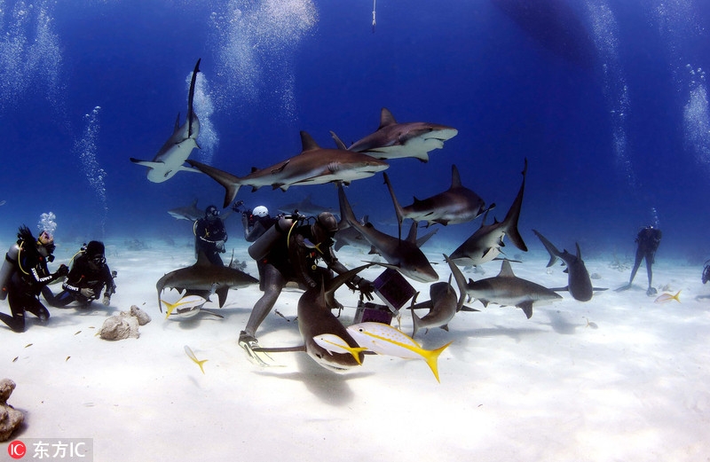 潜水员遭70头鲨鱼团团包围画面震撼