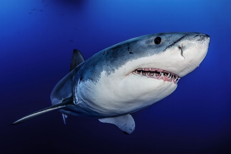 潜水员藏身铁笼邂逅大白鲨场面震撼