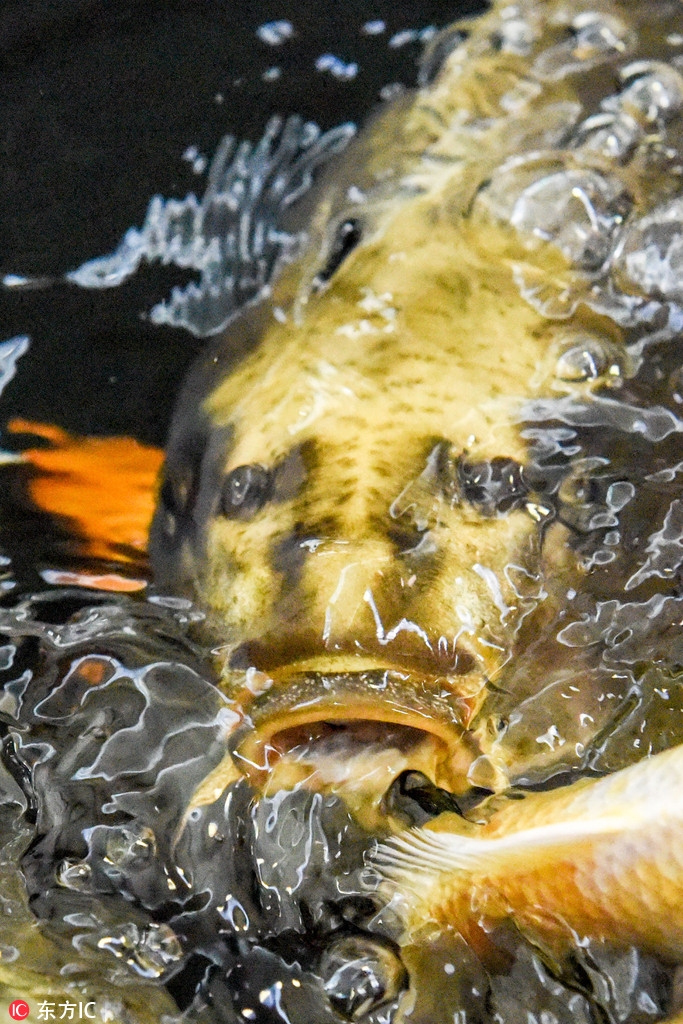 "耶稣"脸鲤鱼走红 民众争相求合照_高清图集_新浪网