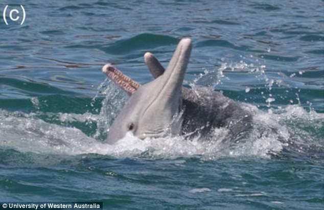 雄性海豚用海绵当"礼物"讨雌性欢心_高清图集_新浪网