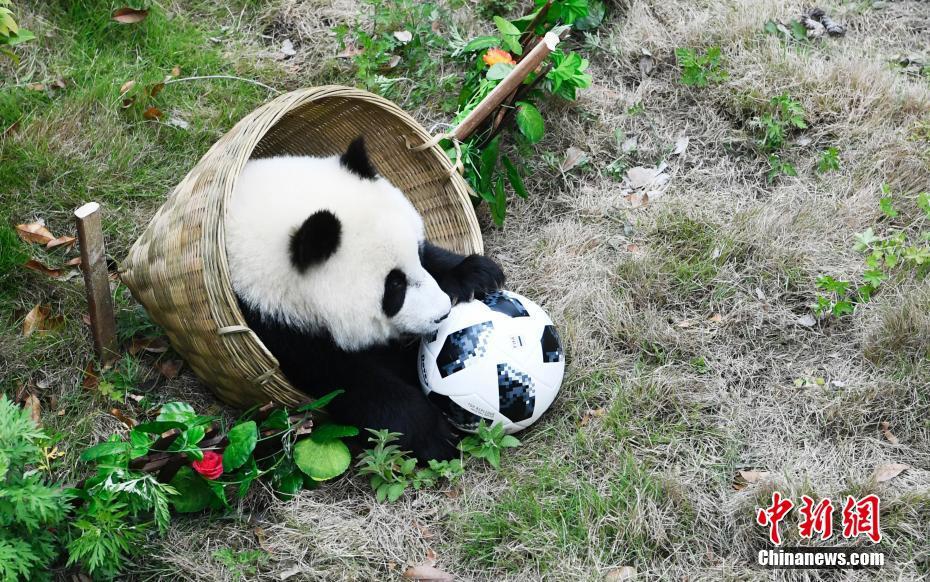大熊猫助阵第21届世界杯足球赛