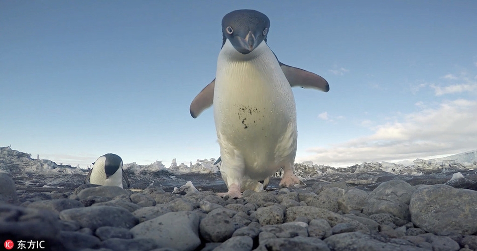 南极洲企鹅发现被偷拍