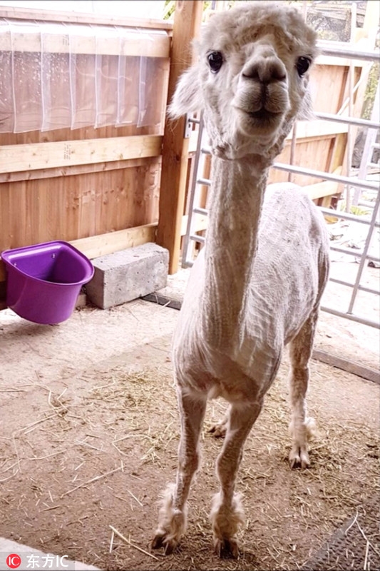 英羊驼被剪光羊毛 全裸出镜呆萌可爱