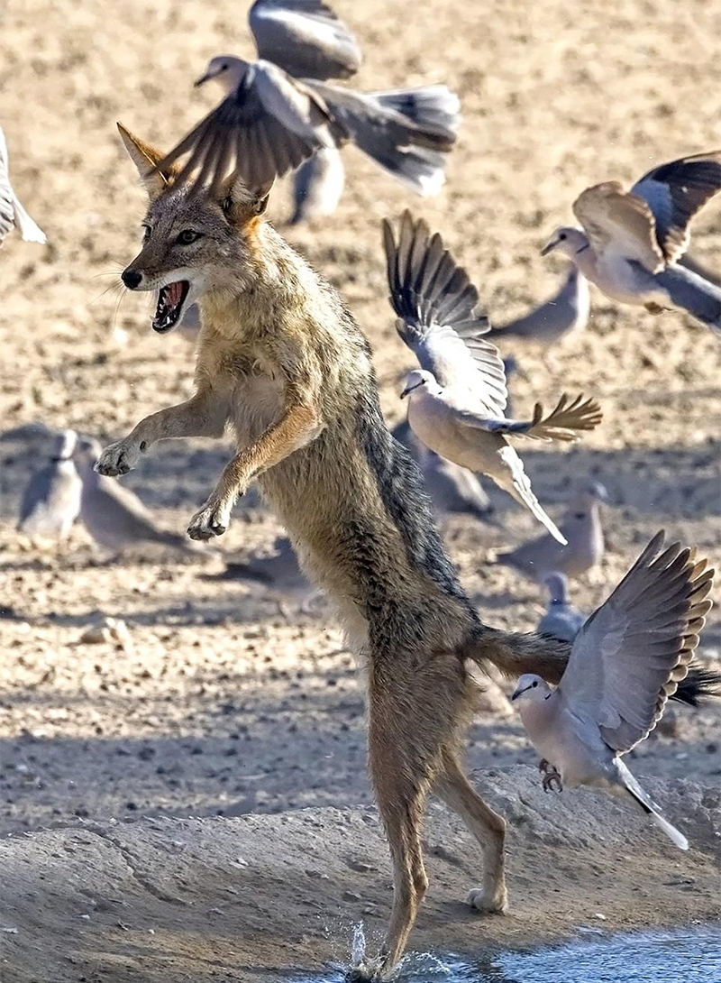 南非豺狼欲猎食白鸽张牙舞爪尽显霸气