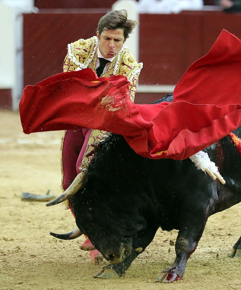 西班牙斗牛士在哥伦比亚被公牛顶飞刺伤臀部_高清图集_新浪网