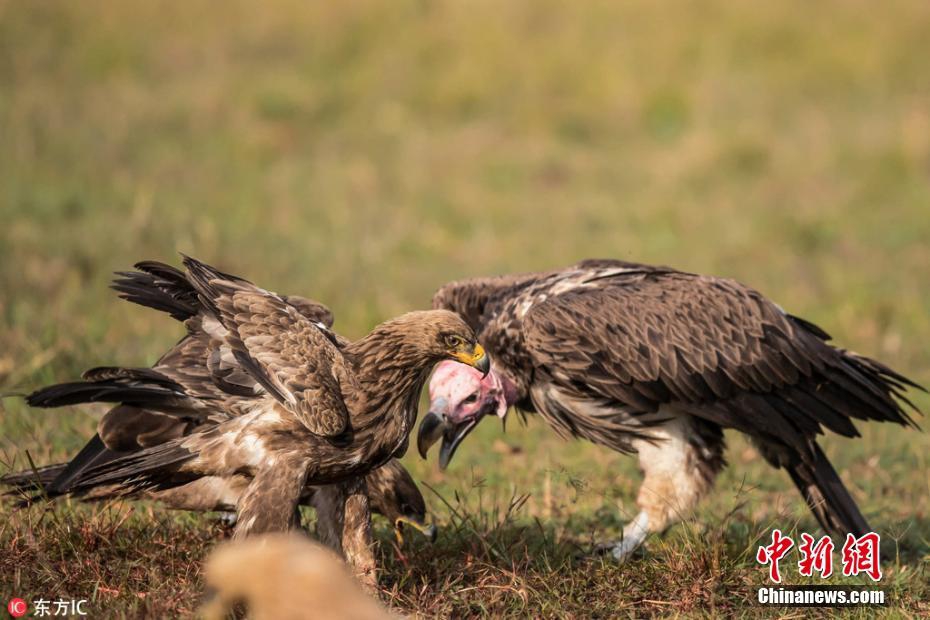 07:28:22 4 / 4 非洲马赛马拉国家保护区,秃鹫和鹰陷入了激烈的打斗