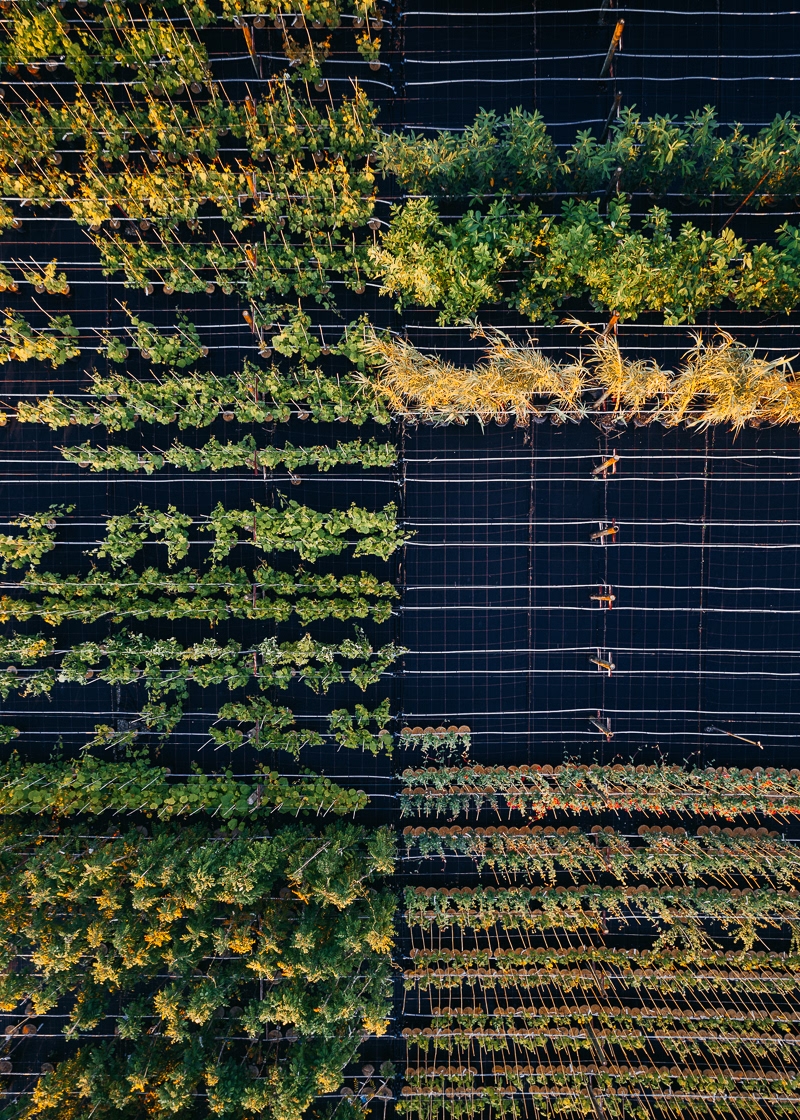 航拍下的苗圃与农场 错落有致令人心生满足