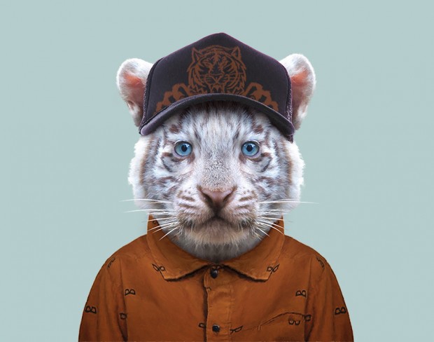 假如动物界也有时尚圈 那这些动物就是引领潮流