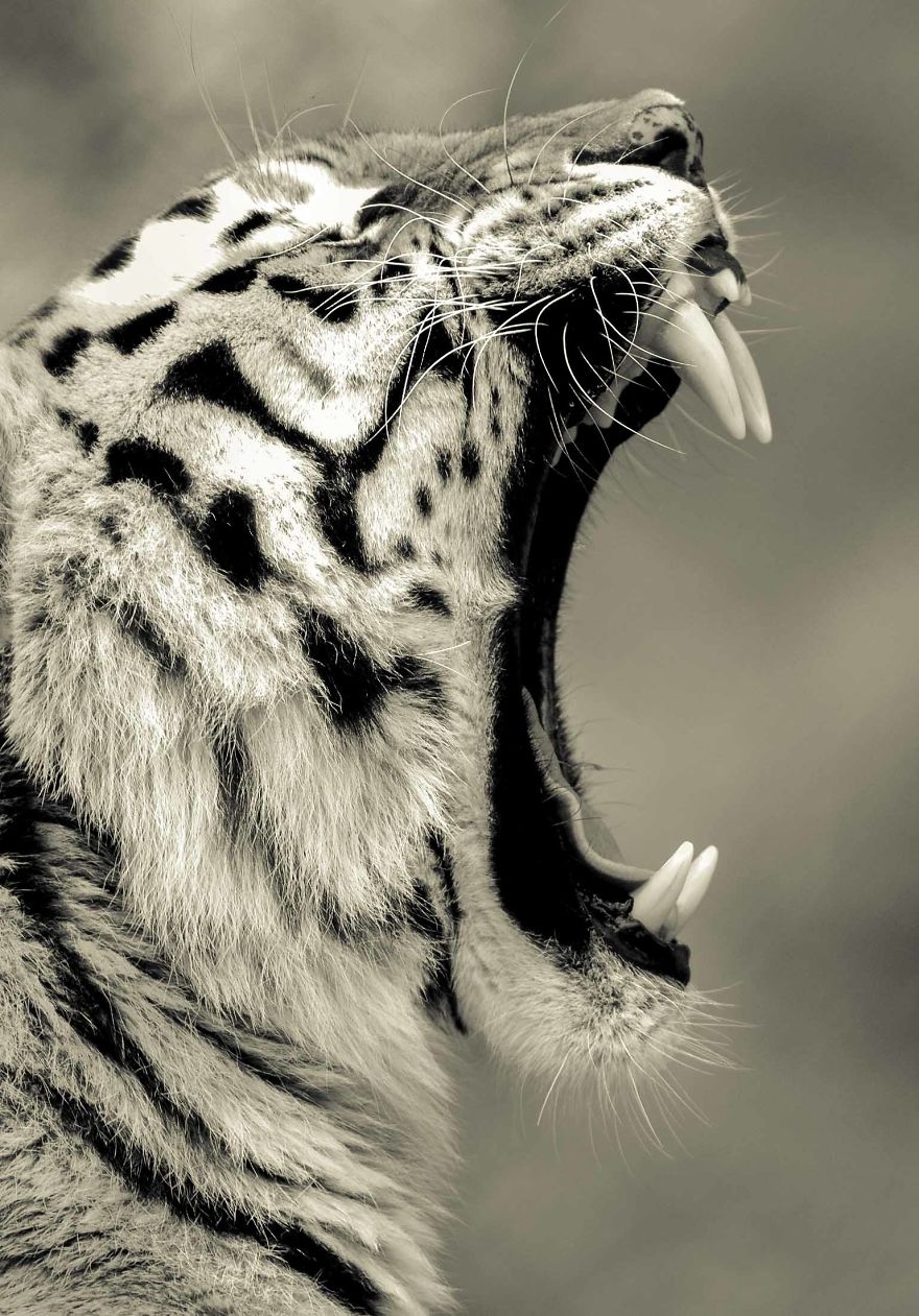 凶猛野兽的咆哮发威的巨大猫科动物