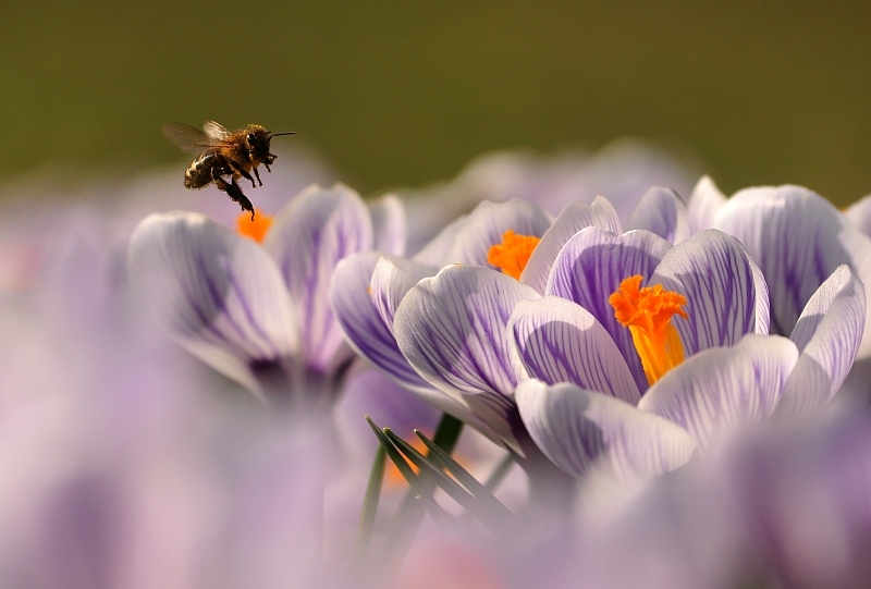 微距镜头下的微妙世界 感受生活细节的真谛