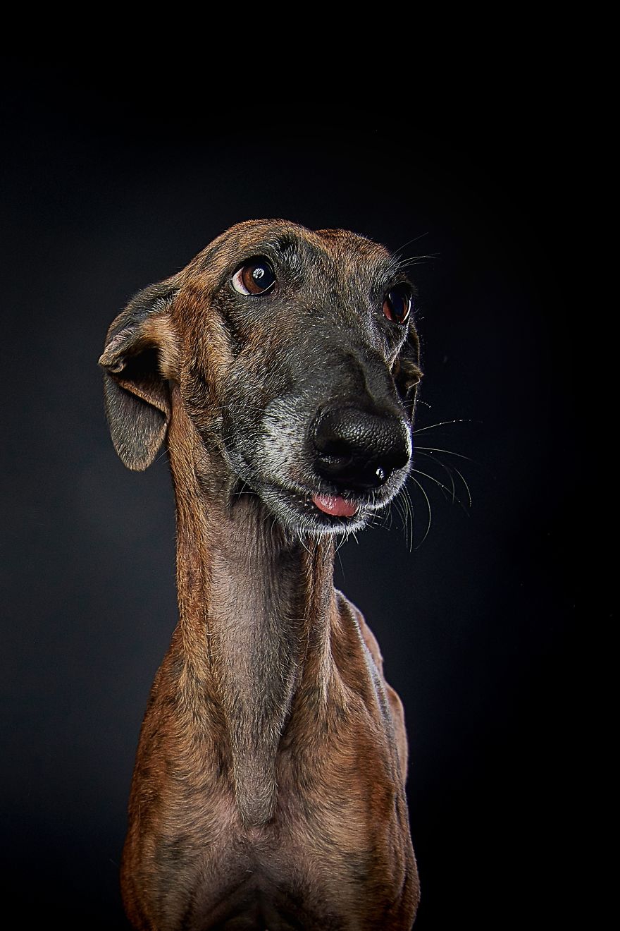 狗中有善口技者调皮的吐舌的狗狗