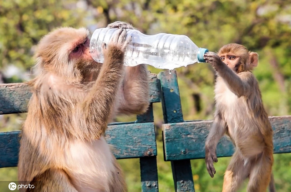 世界水日 盘点各国小动物喝水趣事_高清图集_新浪网