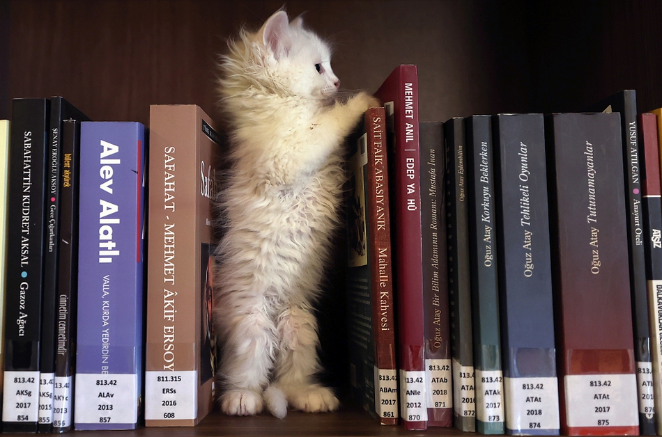 喵星人也看书?探访土耳其"猫咪图书馆"