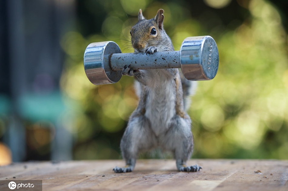 天冷也别忘了锻炼盘点动物界健身达人