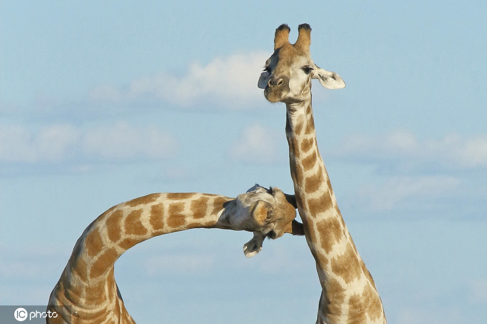 两头长颈鹿为抢镜扭打脖子弯曲90度_高清图集_新浪网