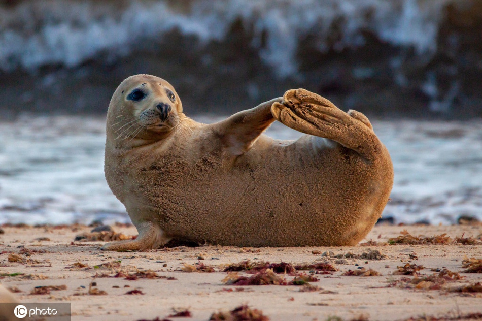 英国海豹镜头感十足 躺姿慵懒挥手打招呼萌化众人_高清图集_新浪网