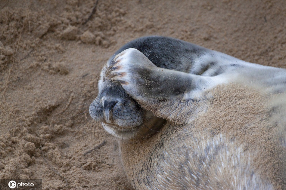 英国海豹镜头感十足 躺姿慵懒挥手打招呼萌化众人