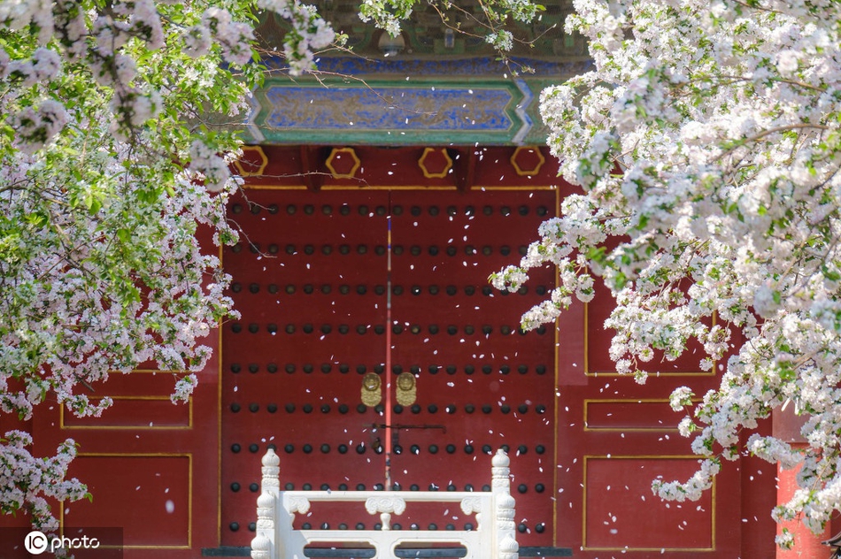 北京故宫文华殿门前的海棠花怒放人间最美四月天