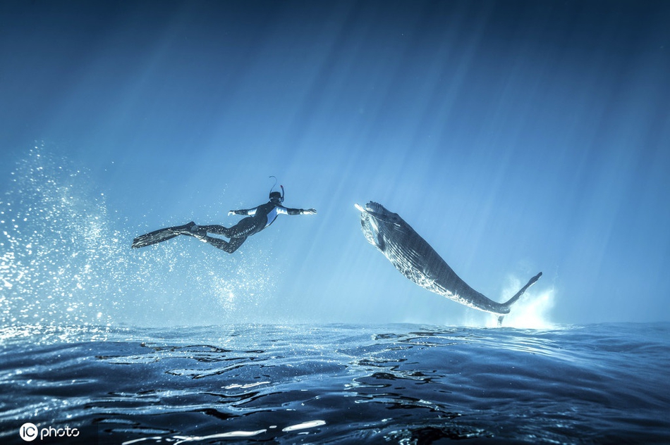 深海共舞印度洋座头鲸与潜水者嬉戏同游