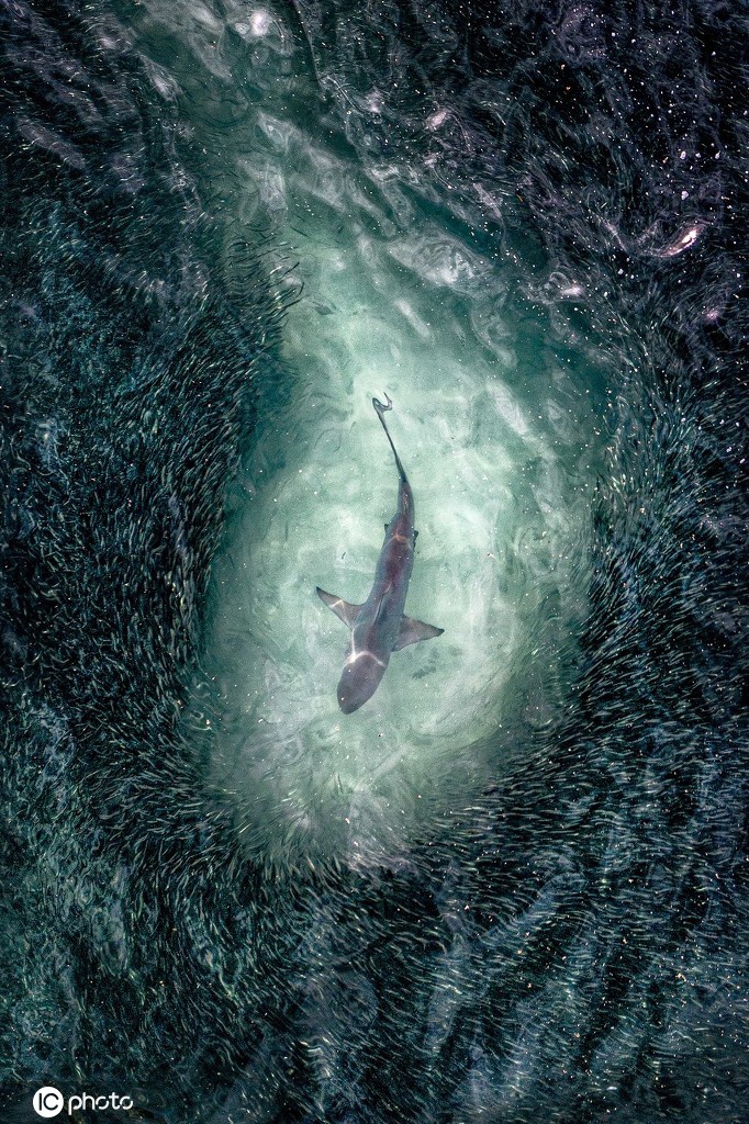 饥饿鲨鱼被鱼群环绕 场面壮观奇幻