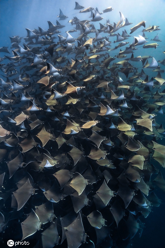 潜水员与数千条蝠鲼同游 浩浩荡荡画面太震撼_高清图集_新浪网