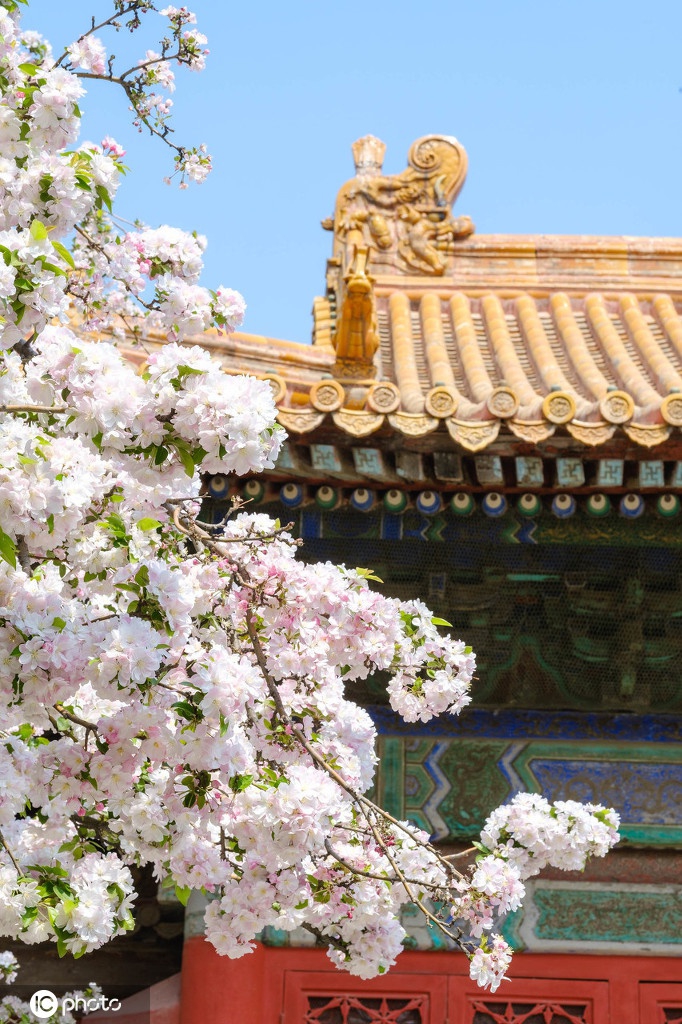 北京故宫文华殿门前的海棠花怒放 人间最美四月天